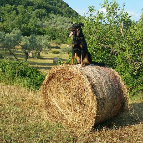 Jahia-paille